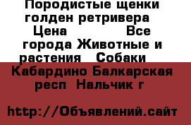 Породистые щенки голден ретривера › Цена ­ 25 000 - Все города Животные и растения » Собаки   . Кабардино-Балкарская респ.,Нальчик г.